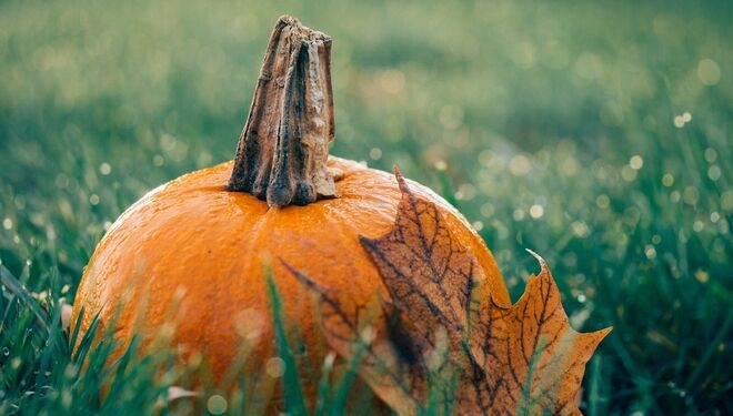 Украина стала второй в мире по производству тыквы