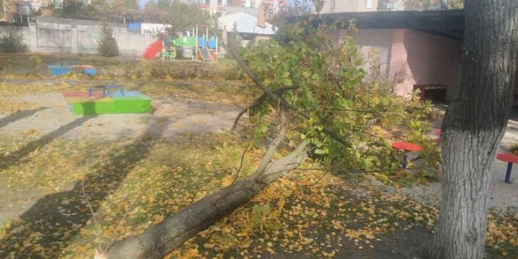 В Кременчуге в садике на детей рухнуло кронованное дерево: 4-летняя девочка в коме