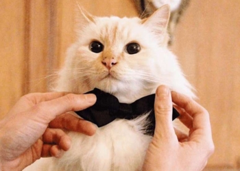 Отель Le Bristol Paris проводил на пенсию свой талисман – кота Фа-раона (ФОТО)