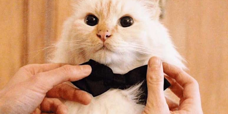 Отель Le Bristol Paris проводил на пенсию свой талисман – кота Фа-раона (ФОТО)