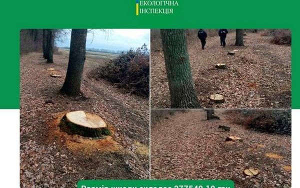 В Первомайском районе Николаевщины вырубили 20 дубов – ГЭИ обратилась в полицию