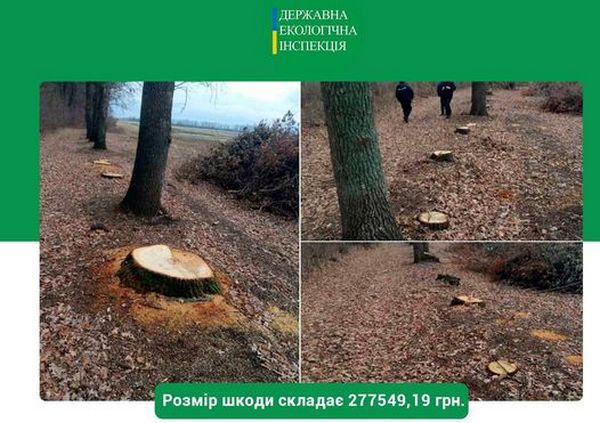 В Первомайском районе Николаевщины вырубили 20 дубов - ГЭИ обратилась в полицию 1