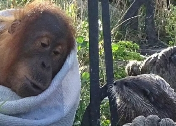 А ведь им весело! Как орангутан с трио выдр подружился (ФОТО, ВИДЕО)