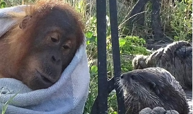 А ведь им весело! Как орангутан с трио выдр подружился (ФОТО, ВИДЕО)