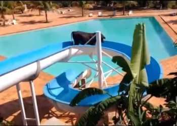 В Бразилии корова спасла себе жизнь с помощью… водяной горки (ВИДЕО)