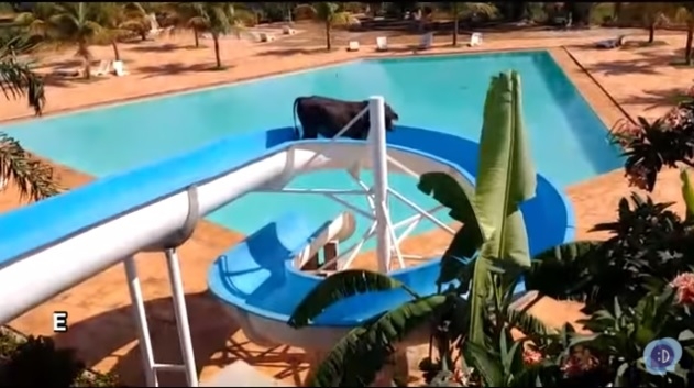 В Бразилии корова спасла себе жизнь с помощью… водяной горки (ВИДЕО)