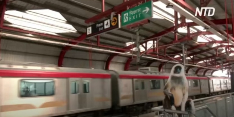 В метро индийского города установили картонные фигуры лангуров – чтобы отпугивать обезьян (ВИДЕО)