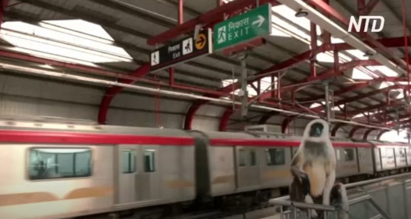 В метро индийского города установили картонные фигуры лангуров – чтобы отпугивать обезьян (ВИДЕО)