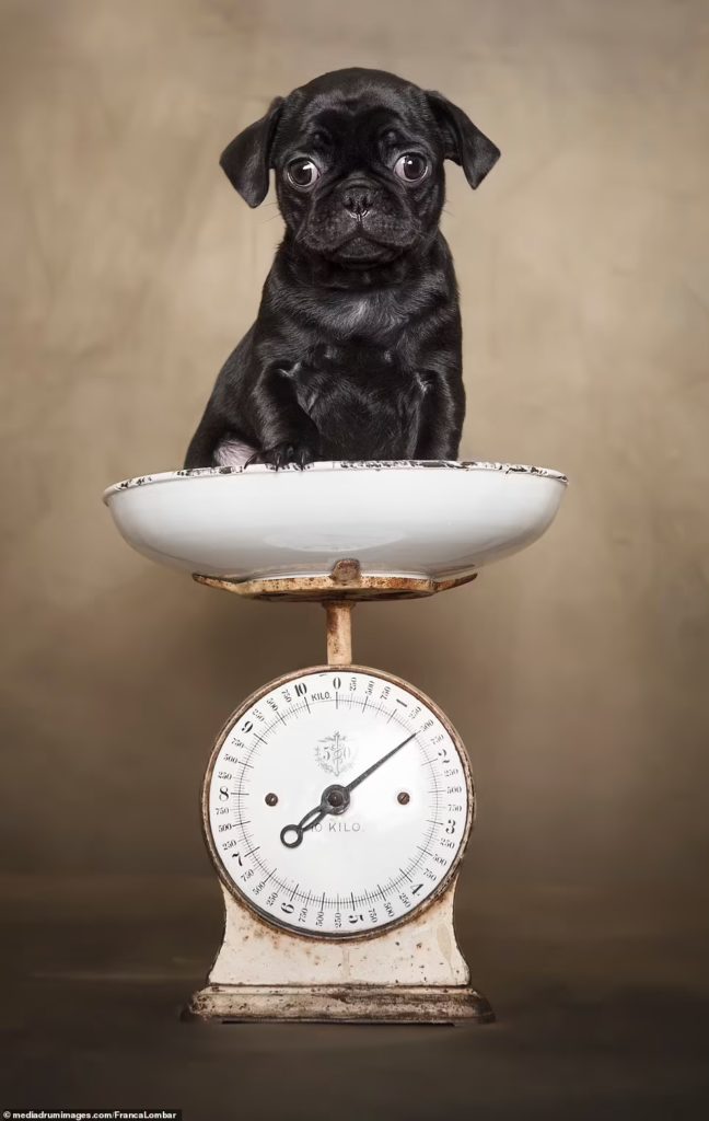 Мопс на кухонных весах, бигль на фоне собственного портрета и очень энергичный бордер-колли - среди победителей конкурса Dog Photography Awards 2021 (ФОТО) 1