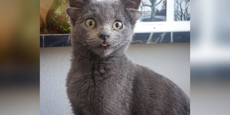 Кошка с четырьмя ушами нашла дом и стала звездой Интернета (ВИДЕО)