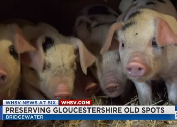 В Британии пытаются спасти от вымирания самую древнюю  породу свиней