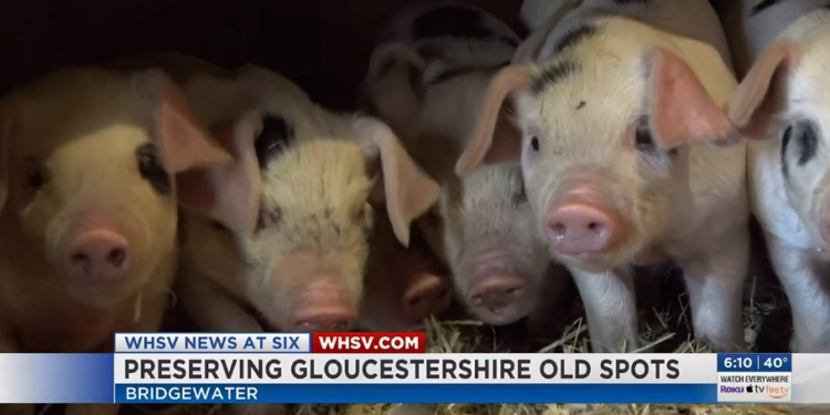 В Британии пытаются спасти от вымирания самую древнюю  породу свиней
