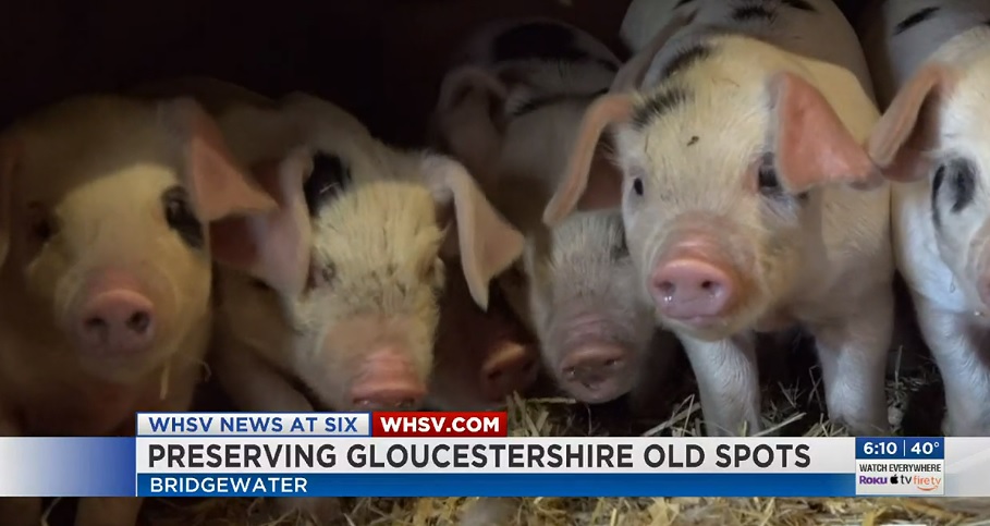 В Британии пытаются спасти от вымирания самую древнюю породу свиней 1