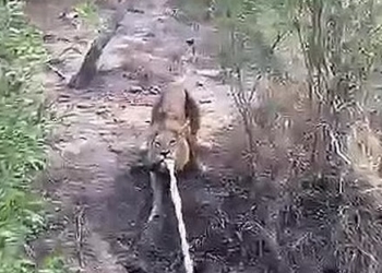 Он тоже кошка, только большая: в сафари-парке лев играл в перетягивание буксирного троса с сафари-гидом (ВИДЕО)