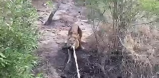 Он тоже кошка, только большая: в сафари-парке лев играл в перетягивание буксирного троса с сафари-гидом (ВИДЕО)