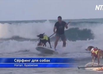 В Бразилии состязались собаки-серферы (ВИДЕО)