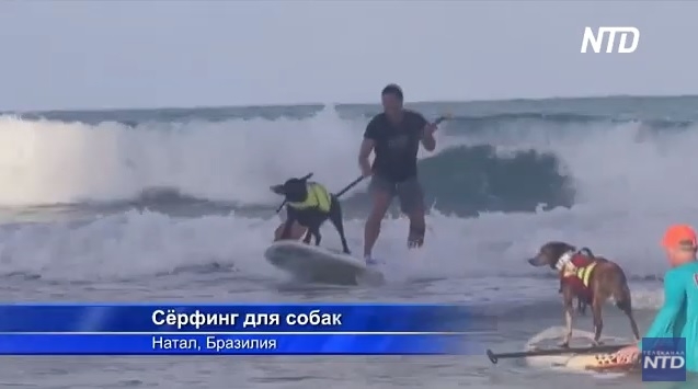В Бразилии состязались собаки-серферы (ВИДЕО)