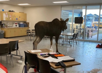 В Канаде лось сам пришел в школу на урок биологии (ФОТО)