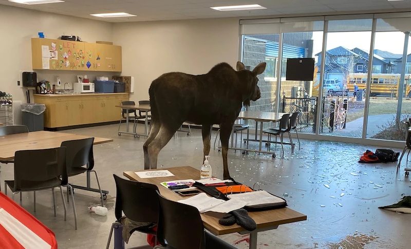 В Канаде лось сам пришел в школу на урок биологии (ФОТО)
