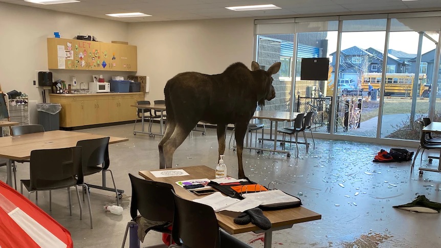 В Канаде лось сам пришел в школу на урок биологии (ФОТО) 1