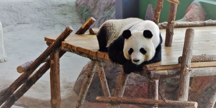 Дорогое удовольствие. Финский зоопарк может досрочно вернуть в Китай двух панд, взятых в аренду (ФОТО)