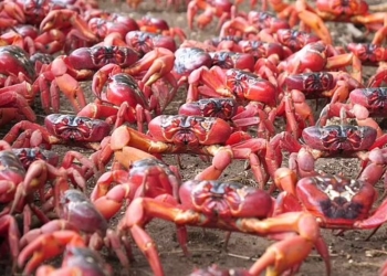 Хаос на острове Рождества: миллионы красных крабов двинулись на пляж, чтобы размножаться (ФОТО)