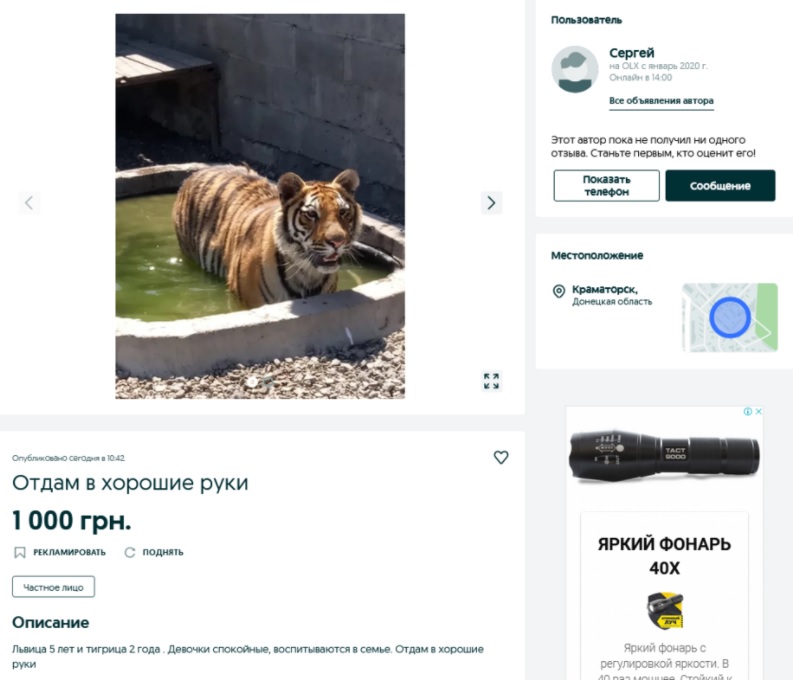 В Украине продают за тысячу гривен тигра и льва: "в хорошие руки" 1