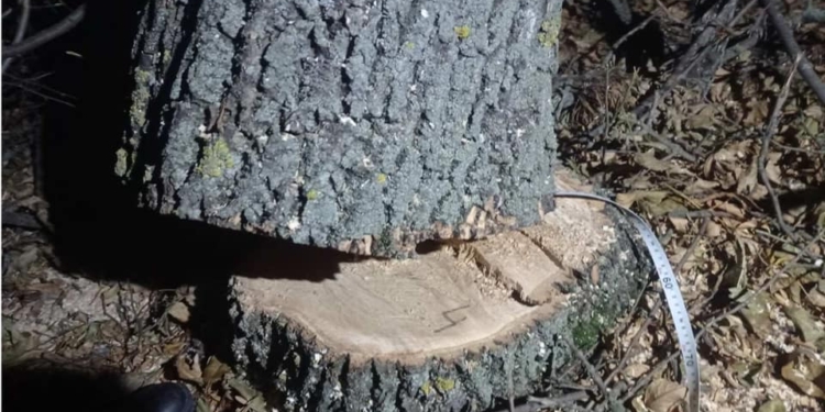 На Николаевщине 18-летний «черный лесоруб» спилил 4 ясеня – ему объявлено о подозрении (ФОТО)