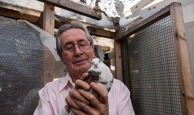 В Британии 70-летнего голубевода оштрафовали почти на 1 тыс.фунтов стерлингов за шум от птиц (ФОТО)