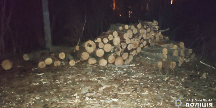 Более 45 куб. м незаконно спиленных дубов и ясеней изъяли правоохранители в Николаевской области (ФОТО)