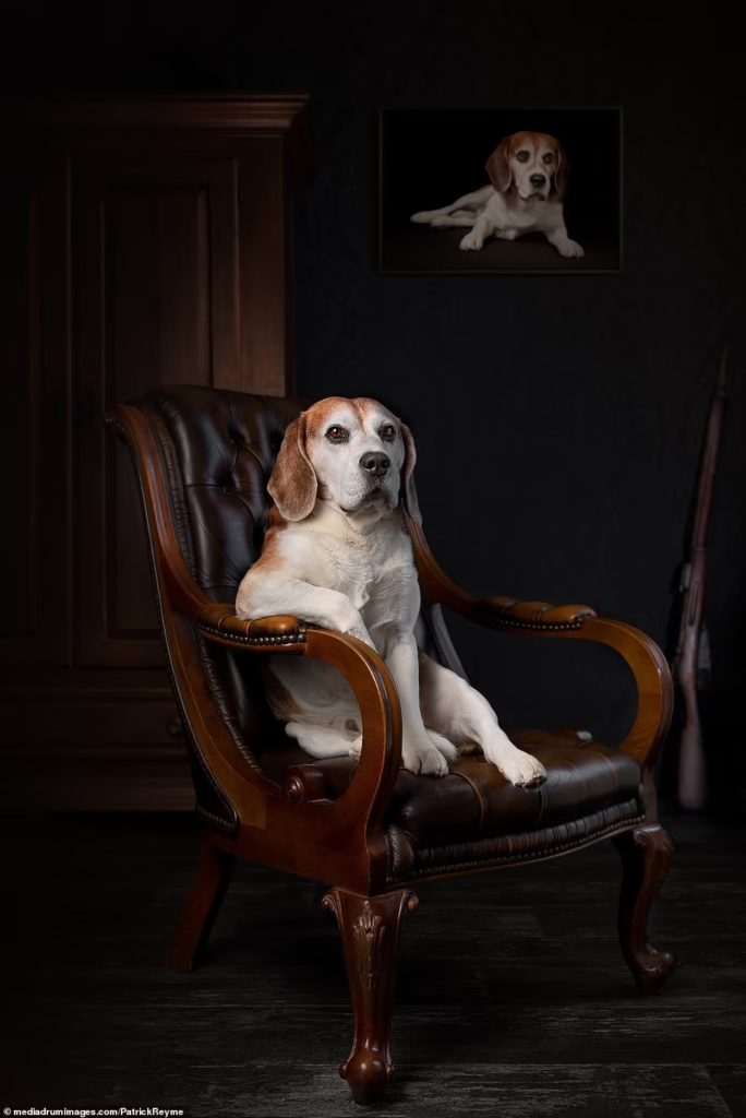 Мопс на кухонных весах, бигль на фоне собственного портрета и очень энергичный бордер-колли - среди победителей конкурса Dog Photography Awards 2021 (ФОТО) 7