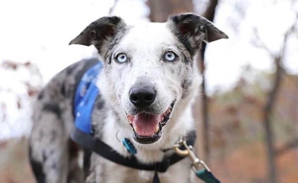 Пес, которого бросили хозяева из-за “безграничной энергии”,  получил награду за спасение более 100 коал