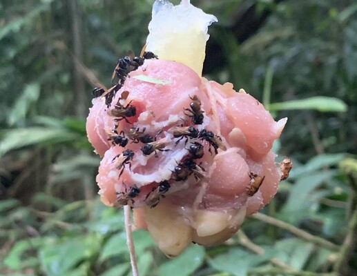 Тропические пчелы начали есть мясо и превратились в "стервятников" 1
