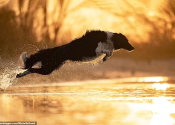 Мопс на кухонных весах, бигль на фоне собственного портрета и очень энергичный бордер-колли – среди победителей конкурса Dog Photography Awards 2021 (ФОТО)