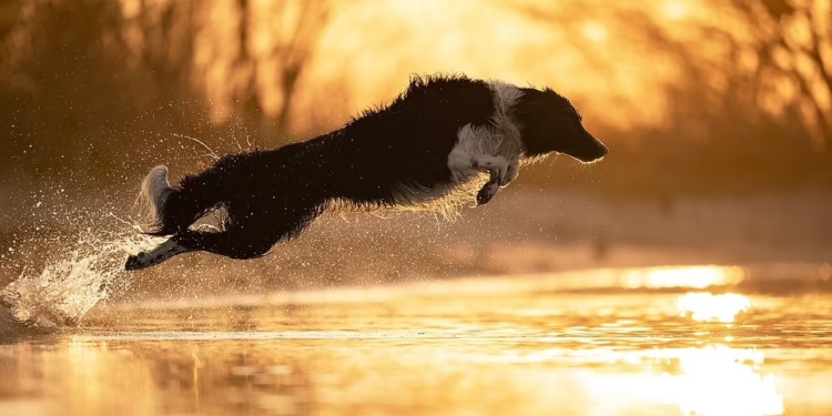 Мопс на кухонных весах, бигль на фоне собственного портрета и очень энергичный бордер-колли – среди победителей конкурса Dog Photography Awards 2021 (ФОТО)