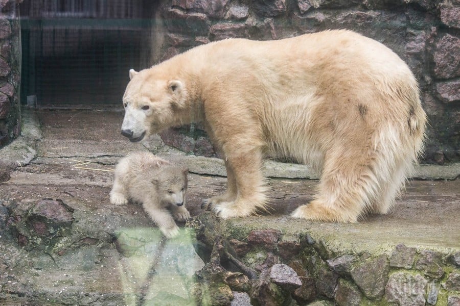Белой медведице Зефирке из Николаевского зоопарка сегодня - 10 лет (ФОТО) 5
