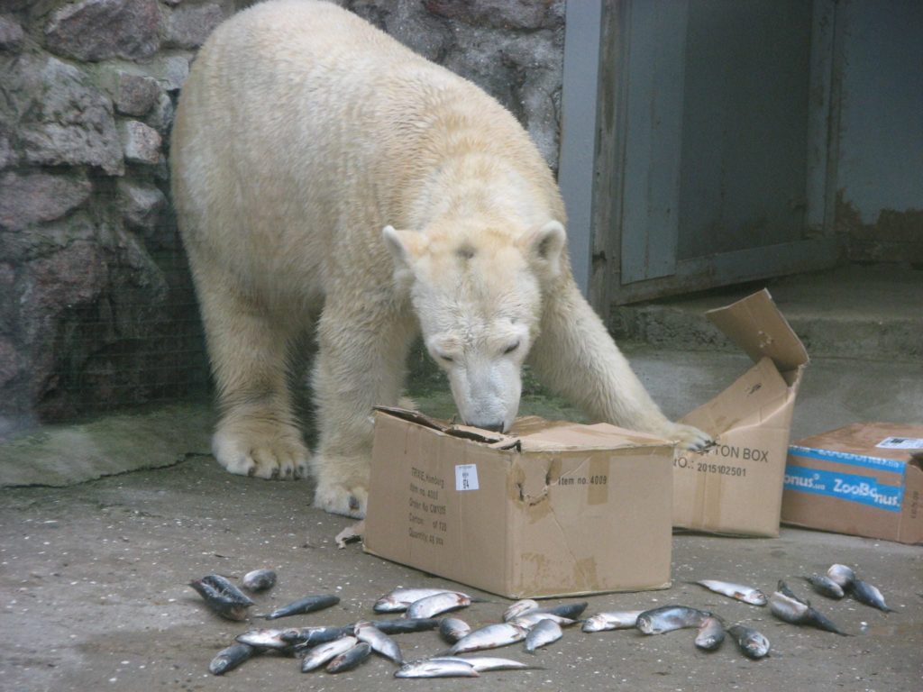 Белой медведице Зефирке из Николаевского зоопарка сегодня - 10 лет (ФОТО) 7