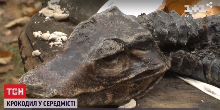 В Киеве на клумбе нашли мертвого крокодила и попыталиь выяснить, откуда он взялся (ВИДЕО)