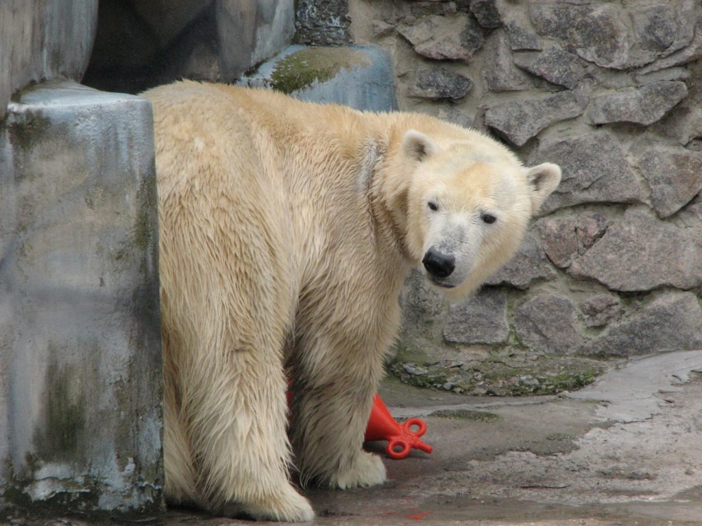 Белой медведице Зефирке из Николаевского зоопарка сегодня - 10 лет (ФОТО) 9
