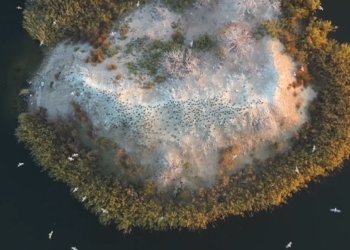 Остров посреди Южного Буга в Николаеве облюбовали сотни бакланов (ВИДЕО)