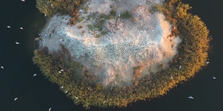 Остров посреди Южного Буга в Николаеве облюбовали сотни бакланов (ВИДЕО)