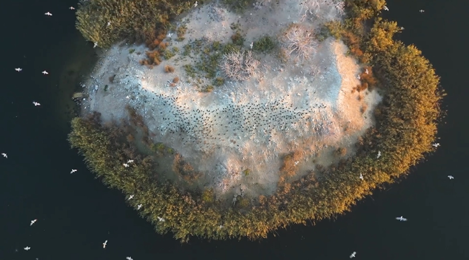 Остров посреди Южного Буга в Николаеве облюбовали сотни бакланов (ВИДЕО)