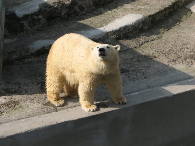 Белой медведице Зефирке из Николаевского зоопарка сегодня — 10 лет (ФОТО)
