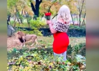 В Нью-Йорке  женщина забралась в вольер льва, чтобы признаться ему в любви (ВИДЕО)