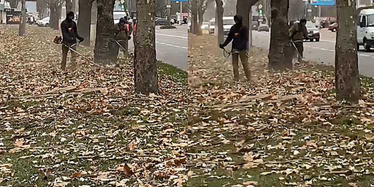 В Николаеве спешно подстригают газоны: осваивают 1,5 миллиона из бюджета(ВИДЕО)