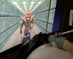 Инженер научил трех крыс играть в Doom ради вкусной еды (ВИДЕО)