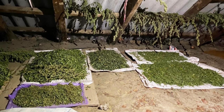 Под крышей дома. Житель Вознесенска обустроил на чердаке сушилку для конопли (ФОТО)