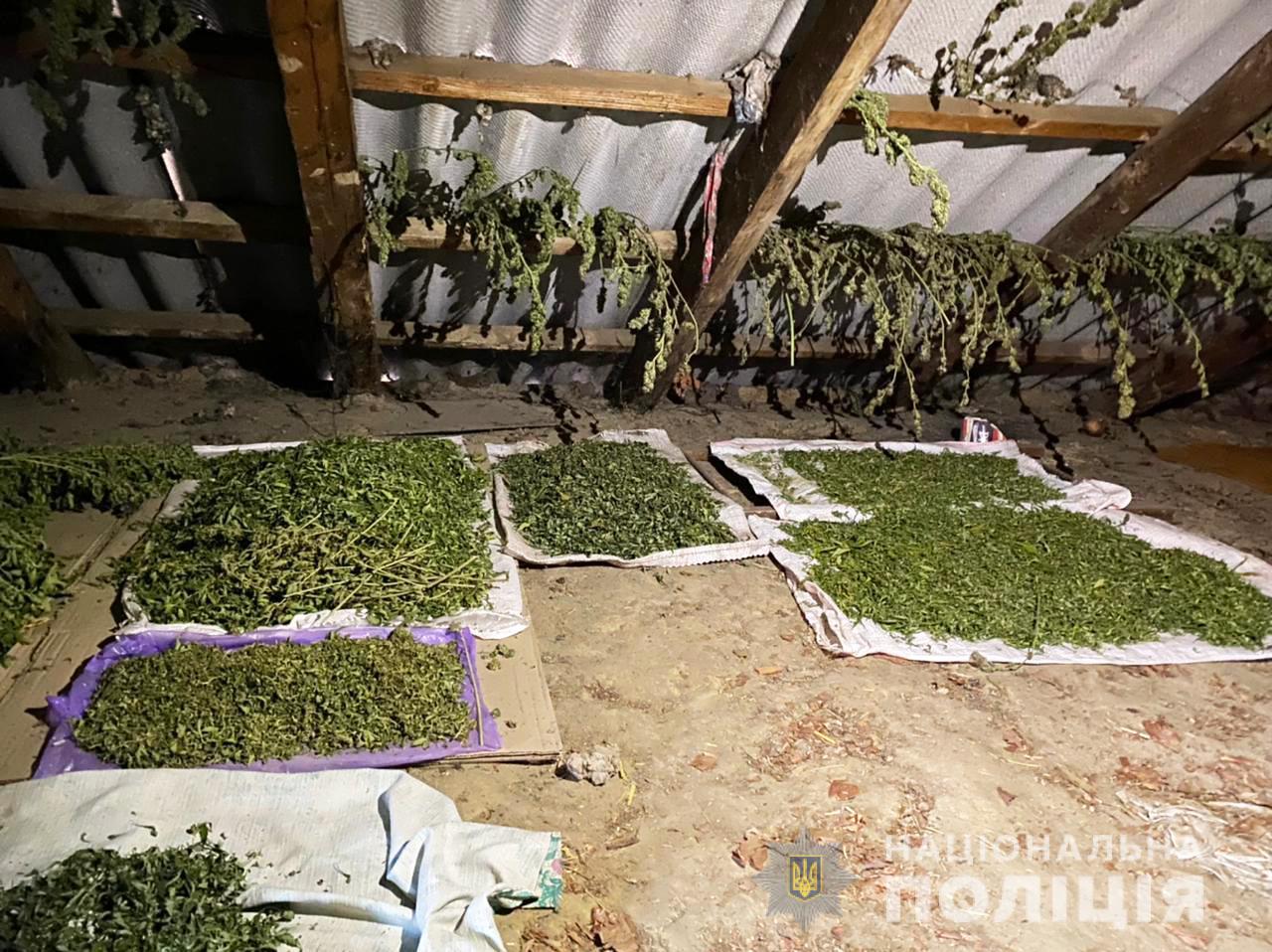 Под крышей дома. Житель Вознесенска обустроил на чердаке сушилку для конопли (ФОТО)