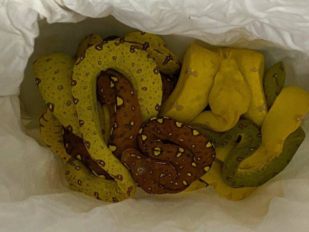 Интересно, где взяли? Из Украины в Италию везли редких змей и ящериц (ФОТО, ВИДЕО) 9