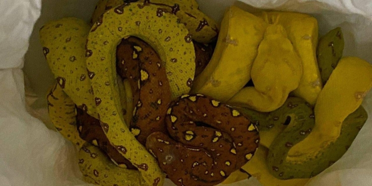 Интересно, где взяли? Из Украины в Италию везли редких змей и ящериц (ФОТО, ВИДЕО)